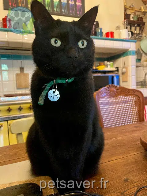 chat reunited 31170 Tournefeuille Gaston