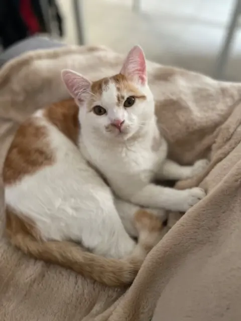 chat reunited   31860 Labarthe-sur-Lèze Ginger