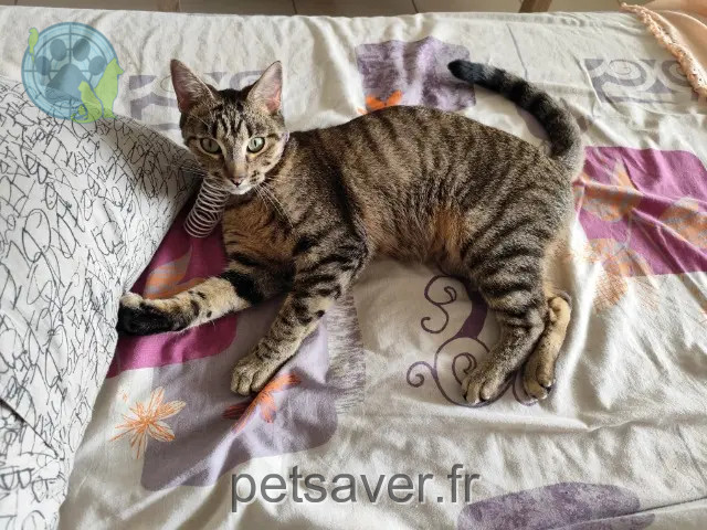 gatto reunited   31320 Castanet-Tolosan Gribouil