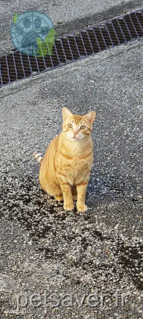 chat reunited   31600 Muret Gringo