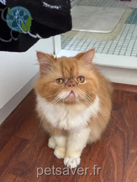 gato reunited 31270 Frouzins Gustave