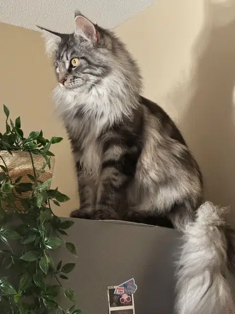 chat reunited   31140 Fonbeauzard Hermès