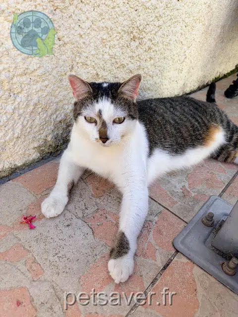 chat reunited 31270 Frouzins Hélios