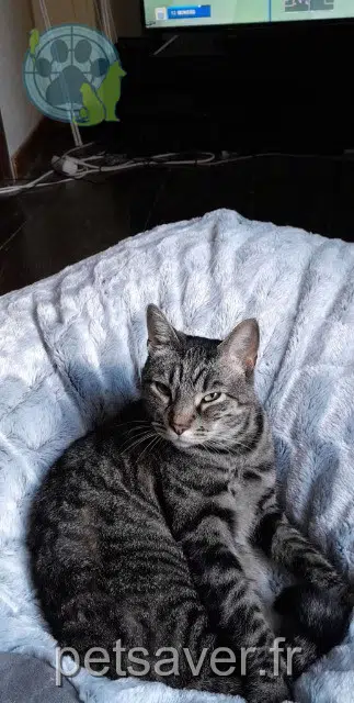 chat reunited 31800 Saint-Gaudens Ichi