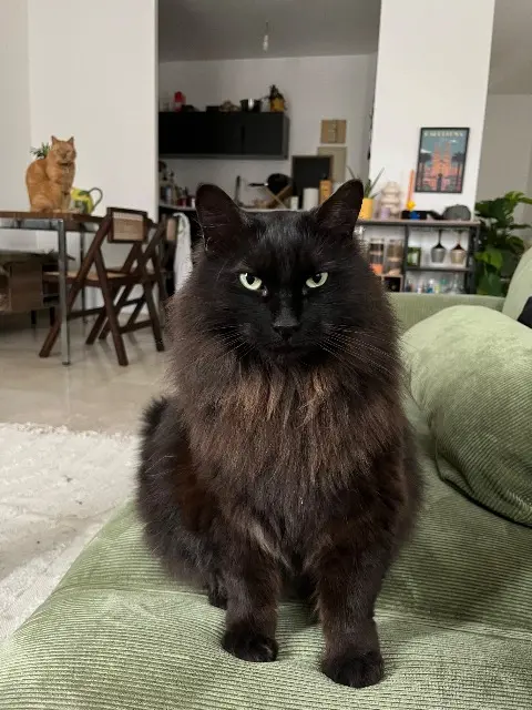 chat reunited   31600 Muret Iggy