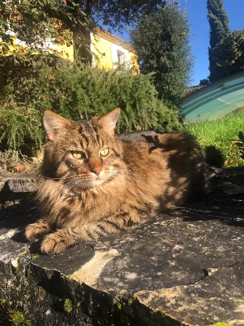 chat reunited   31530 Menville Jazz
