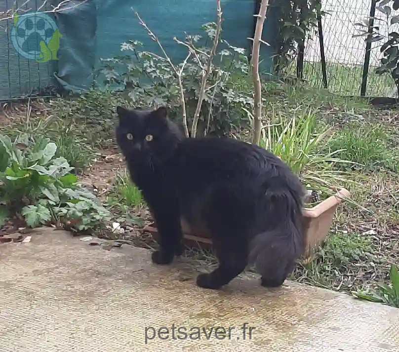 Chat Perdu 31 Haute-Garonne - Kalue Chat Perdu 31 Haute-Garonne - Kalue