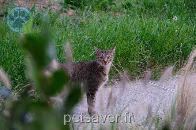 chat reunited 31750 Escalquens Kiki