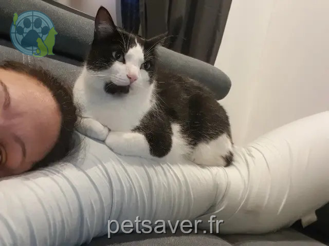 chat reunited   31220 Cazères Kolby
