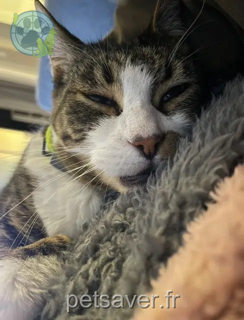 chat reunited   31120 Roques Legros