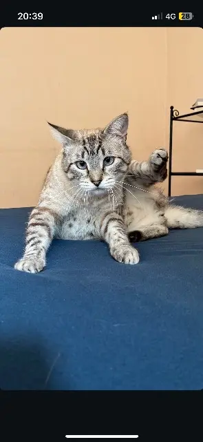 chat reunited   31820 Pibrac Loki