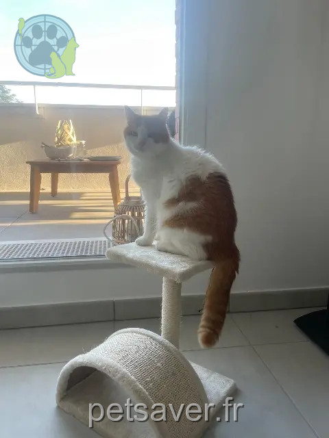 chat reunited 31130 Balma Maat