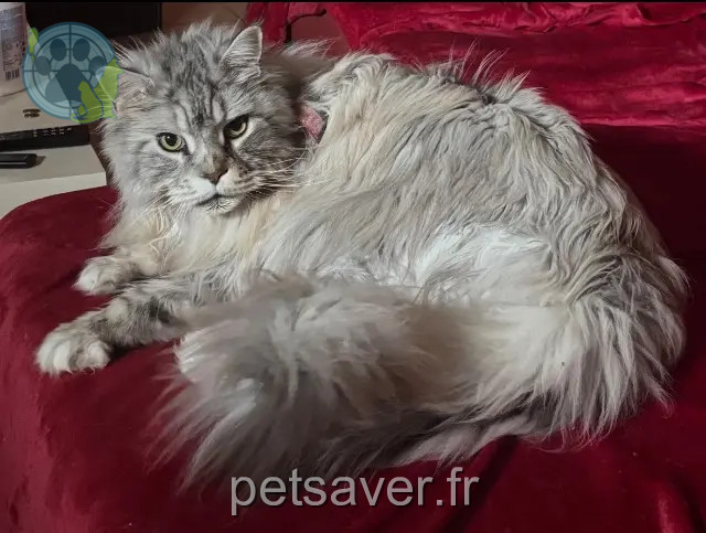 gato reunited   31470 Fontenilles Magnum