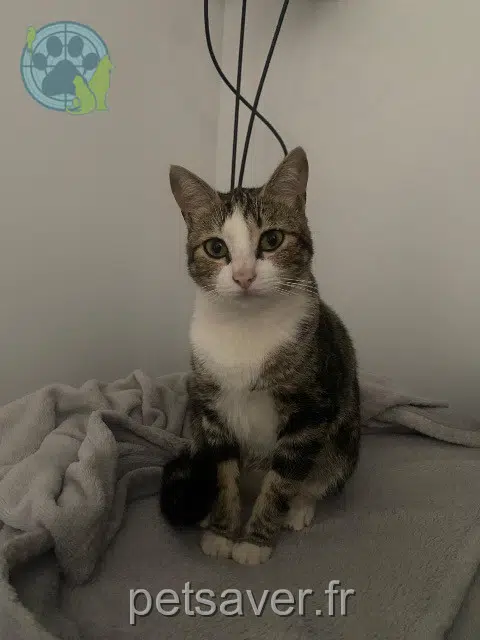 chat reunited 31330 Grenade Marcus