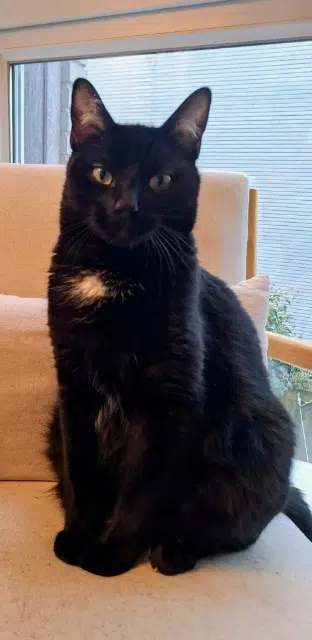 chat reunited   31700 Blagnac Marcus