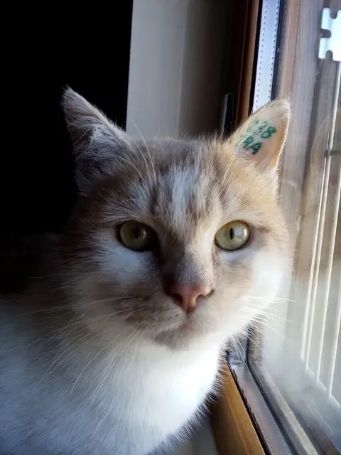 chat reunited   31310 Montesquieu-Volvestre Marley
