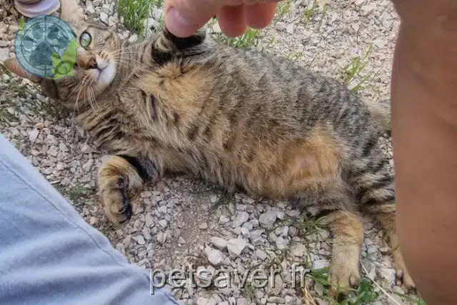 chat reunited 31140 Saint-Alban Meyoi