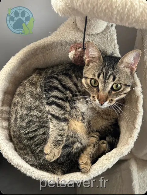 chat reunited 31800 Miramont-de-Comminges Minato