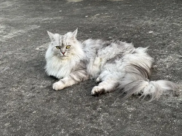 chat reunited   31840 Seilh Moka