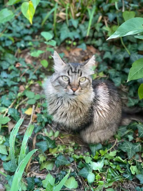 chat reunited   31770 Colomiers Moustique
