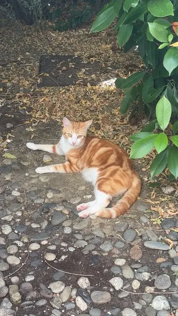 chat reunited   31770 Colomiers Nova