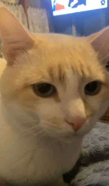 chat reunited   31260 Montespan Olaf