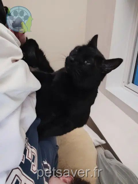 chat reunited   31170 Tournefeuille Onyx