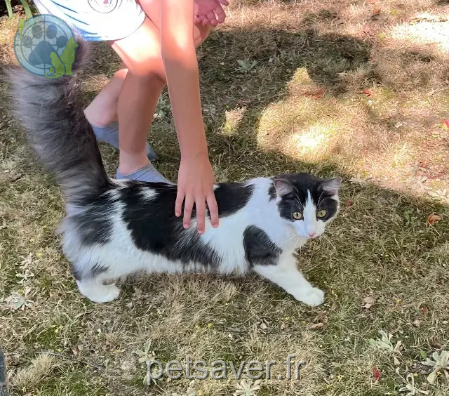 kater reunited 31770 Colomiers Patator
