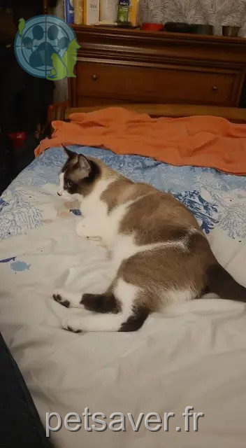 Kater reunited 31130 Balma Pepito