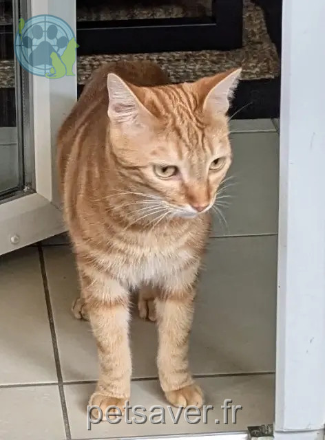 gato reunited 31670 Labège Phoenix/Dolmen