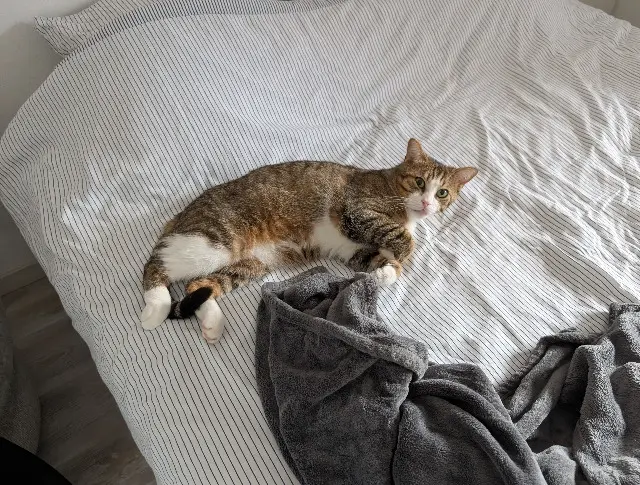 chat reunited   31750 Escalquens Pitchou