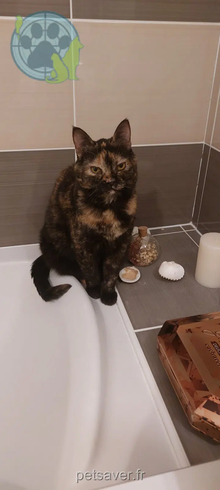chat reunited 31700 Blagnac Piwi