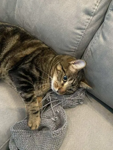 chat reunited   31560 Saint-Léon Péto