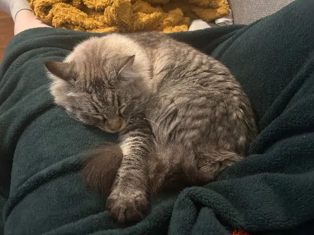 chat reunited   31820 Pibrac Rimbo