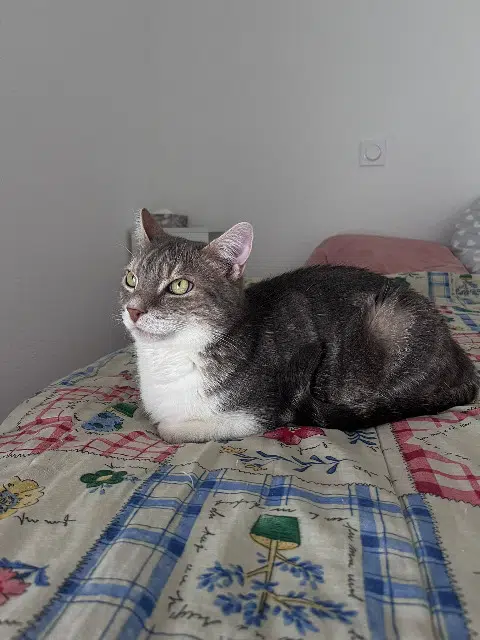 chat reunited   31770 Colomiers Riwan