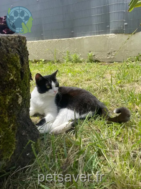 gatto reunited 31320 Castanet-Tolosan Roméo