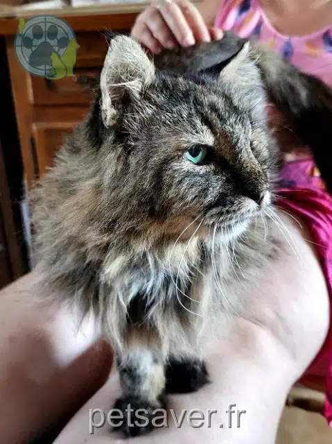 chat reunited   31470 Saiguède Ronsard