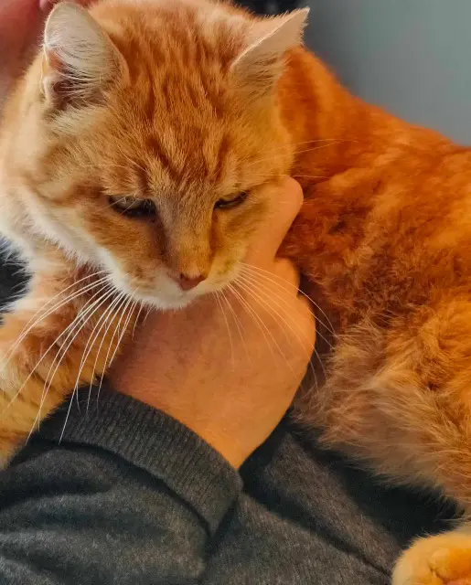 chat reunited   31470 Fonsorbes Rory