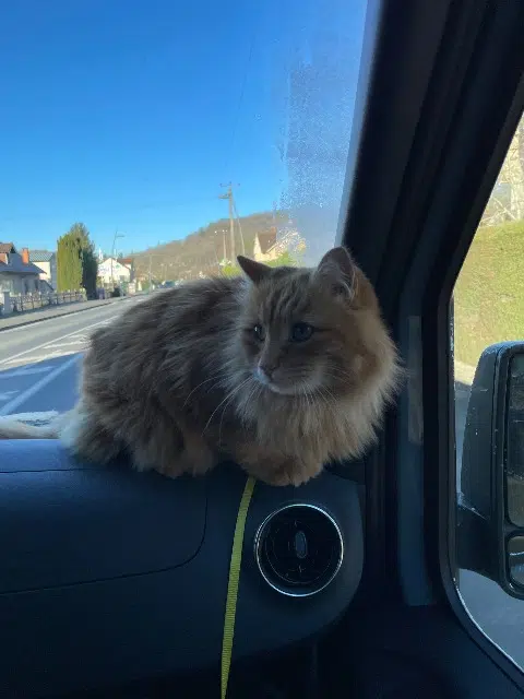 chat reunited   31800 Saint-Gaudens Safran