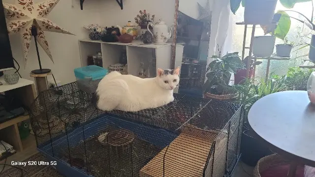 chat reunited   31320 Castanet-Tolosan Salomon