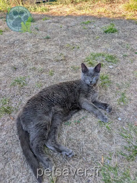 chat reunited 31560 Nailloux Sanka