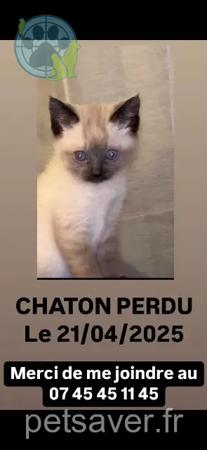 chat reunited 31620 Cépet Simba