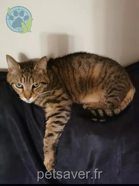 chat reunited 31170 Tournefeuille Simba