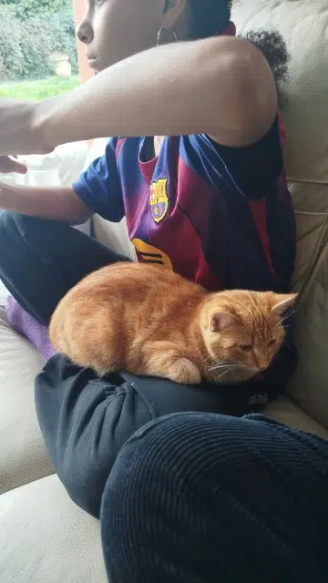 chat reunited   31410 Noé Simba