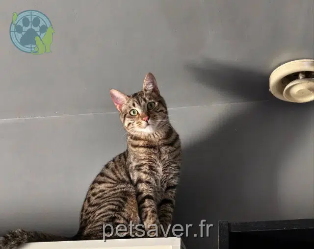 gato reunited   31290 Villefranche-de-Lauragais Sonic