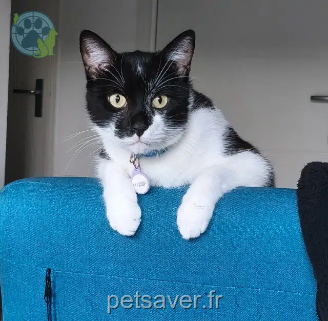 chat reunited 31700 Mondonville Suka