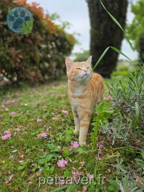 chat reunited   31140 Pechbonnieu Sun