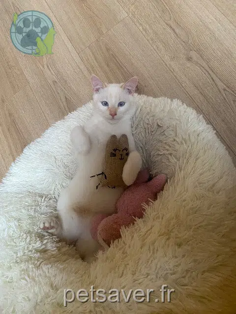 chat reunited 31830 Plaisance-du-Touch Sushi