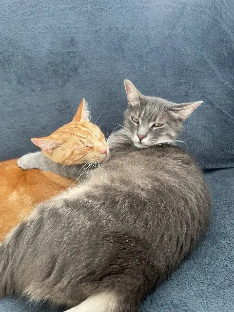 chat reunited   31370 Rieumes Tango