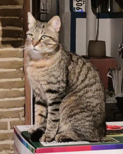 chat reunited   31650 Auzielle Tao